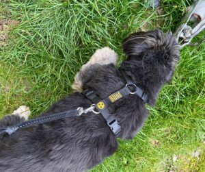 blinderhund_geschirr3